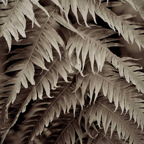 Florison - 51 Black Modern Wood Framed Art Print by Blaustein, Alan