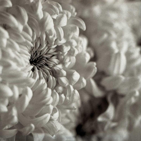 Florison - 46 Black Modern Wood Framed Art Print by Blaustein, Alan