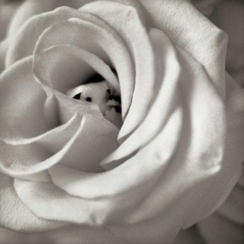 Florison - 43 Black Modern Wood Framed Art Print by Blaustein, Alan