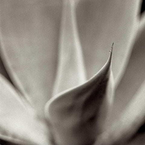 Florison - 42 Black Modern Wood Framed Art Print by Blaustein, Alan