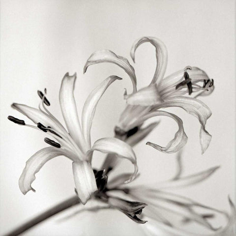 Florison - 34 White Modern Wood Framed Art Print by Blaustein, Alan