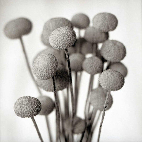 Florison - 33 Black Ornate Wood Framed Art Print with Double Matting by Blaustein, Alan