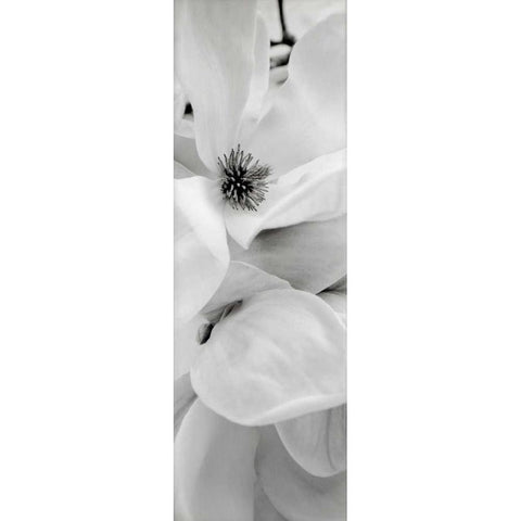 Magnolia - 1 Black Modern Wood Framed Art Print with Double Matting by Blaustein, Alan