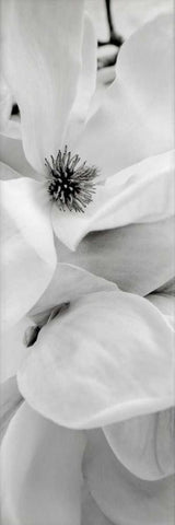 Magnolia - 1 Black Ornate Wood Framed Art Print with Double Matting by Blaustein, Alan