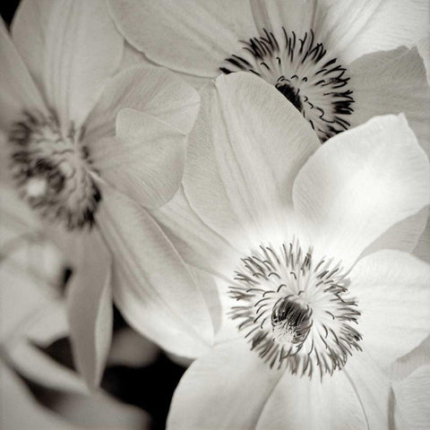 Florison - 31 Black Modern Wood Framed Art Print with Double Matting by Blaustein, Alan