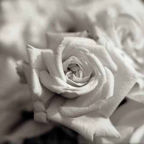 Florison - 30 Black Modern Wood Framed Art Print with Double Matting by Blaustein, Alan