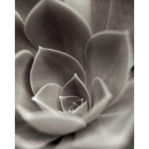 Florison - 25 Black Modern Wood Framed Art Print by Blaustein, Alan