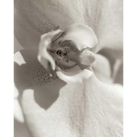 Florison - 8 Gold Ornate Wood Framed Art Print with Double Matting by Blaustein, Alan