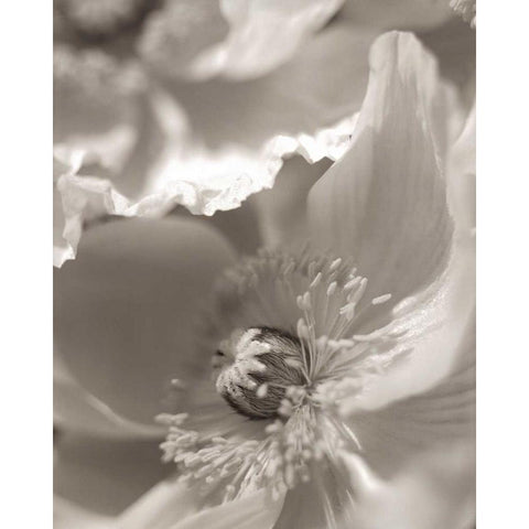 Florison - 7 Black Modern Wood Framed Art Print by Blaustein, Alan