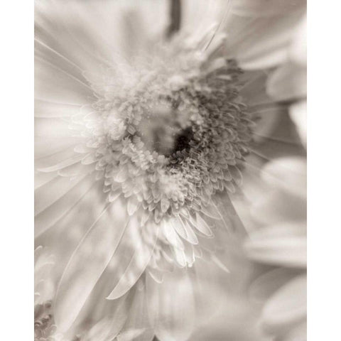 Florison - 5 Black Modern Wood Framed Art Print by Blaustein, Alan