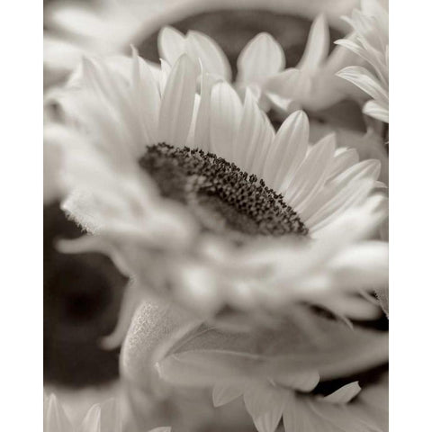 Florison - 3 Black Modern Wood Framed Art Print with Double Matting by Blaustein, Alan