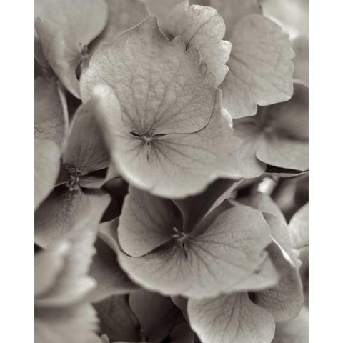 Florison - 1 Black Modern Wood Framed Art Print by Blaustein, Alan