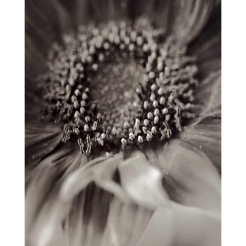 Florison - 2 Black Modern Wood Framed Art Print by Blaustein, Alan