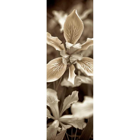 Florison - 68 Black Modern Wood Framed Art Print by Blaustein, Alan