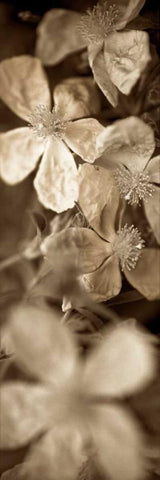 Florison - 69 Black Ornate Wood Framed Art Print with Double Matting by Blaustein, Alan