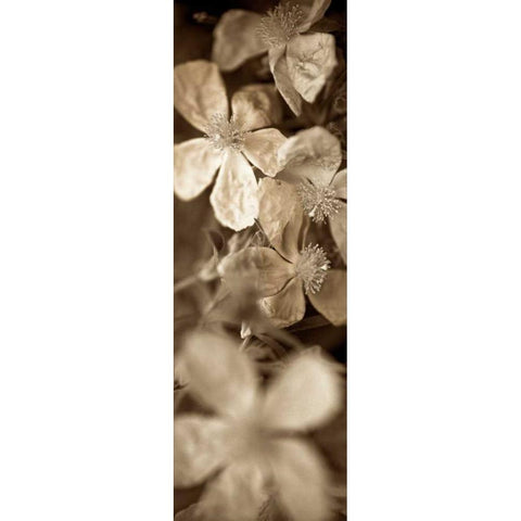 Florison - 69 Black Modern Wood Framed Art Print by Blaustein, Alan