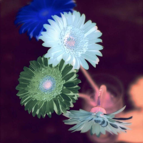 Floral Color - 5 White Modern Wood Framed Art Print by Blaustein, Alan
