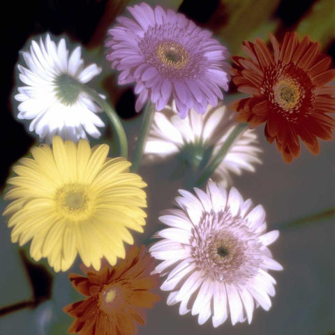Floral Color - 6 White Modern Wood Framed Art Print by Blaustein, Alan