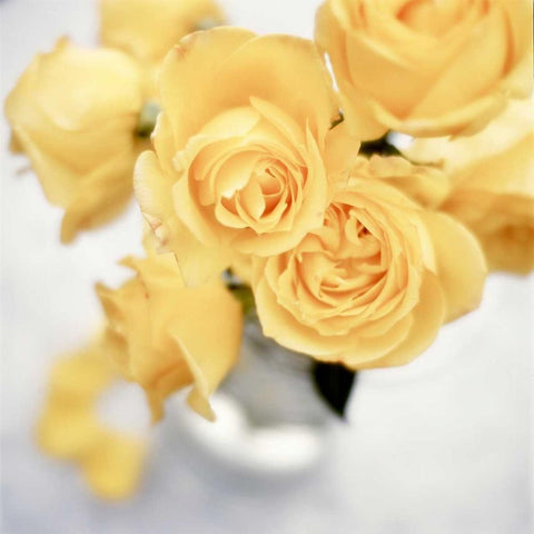 Floral Color - 21 White Modern Wood Framed Art Print by Blaustein, Alan