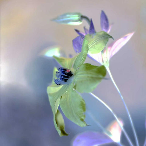 Floral Color - 9 Black Modern Wood Framed Art Print by Blaustein, Alan