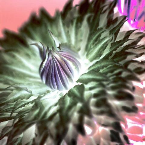 Floral Color - 11 Black Modern Wood Framed Art Print by Blaustein, Alan