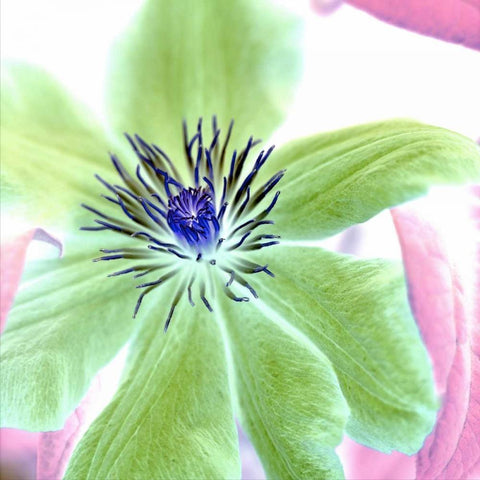 Floral Color- 12 White Modern Wood Framed Art Print with Double Matting by Blaustein, Alan