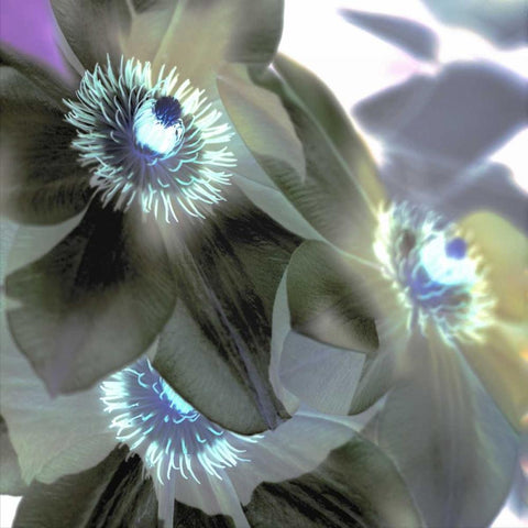 Floral Color - 14 Black Modern Wood Framed Art Print by Blaustein, Alan