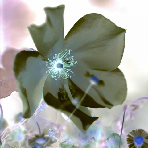 Floral Color - 16 Black Modern Wood Framed Art Print with Double Matting by Blaustein, Alan