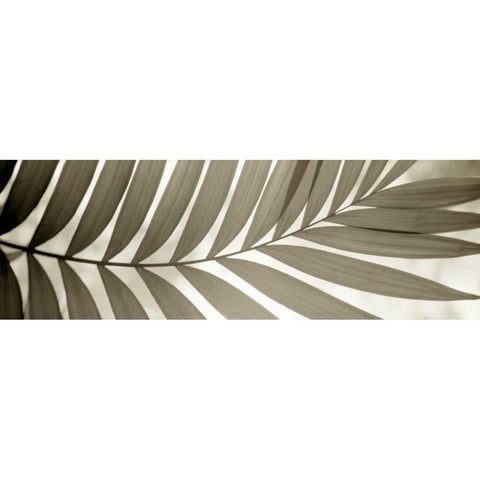 Florison - 98 Black Modern Wood Framed Art Print by Blaustein, Alan