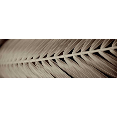 Florison - 99 Black Modern Wood Framed Art Print with Double Matting by Blaustein, Alan