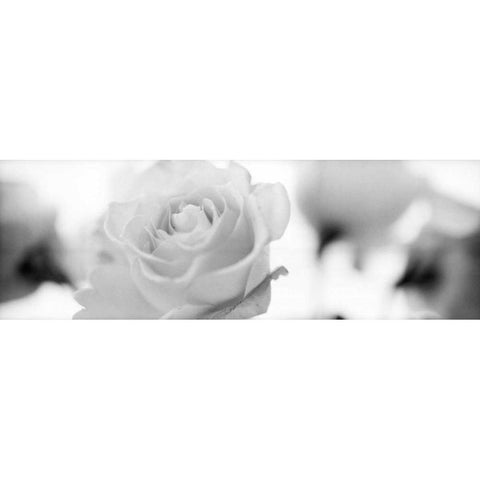 Florison - 102 Black Modern Wood Framed Art Print by Blaustein, Alan