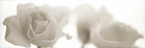 Florison - 103 Black Ornate Wood Framed Art Print with Double Matting by Blaustein, Alan