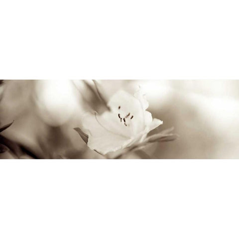 Florison - 104 Black Modern Wood Framed Art Print by Blaustein, Alan