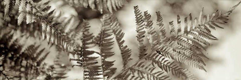 Florison - 101 White Modern Wood Framed Art Print with Double Matting by Blaustein, Alan