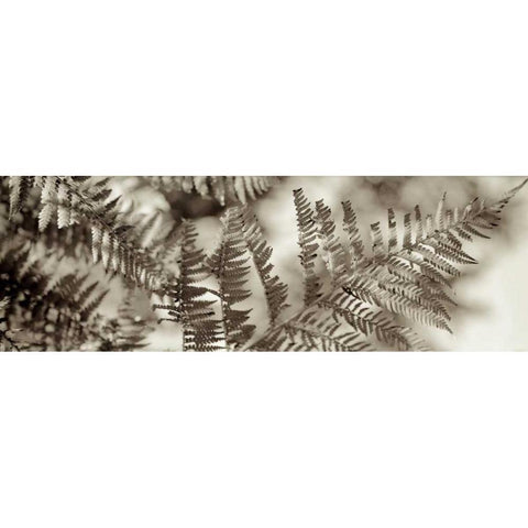 Florison - 101 White Modern Wood Framed Art Print by Blaustein, Alan