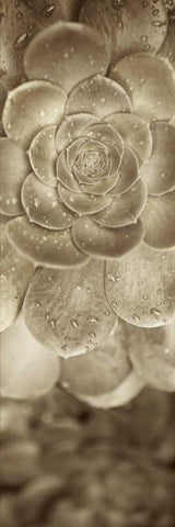 Florison - 91 Black Ornate Wood Framed Art Print with Double Matting by Blaustein, Alan