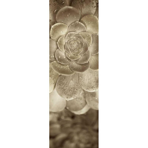 Florison - 91 Gold Ornate Wood Framed Art Print with Double Matting by Blaustein, Alan