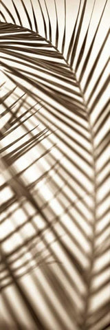 Florison - 72 Black Ornate Wood Framed Art Print with Double Matting by Blaustein, Alan