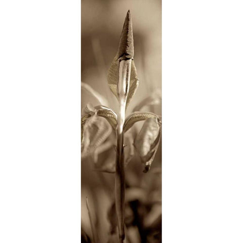 Florison - 74 Black Modern Wood Framed Art Print with Double Matting by Blaustein, Alan