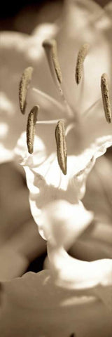 Florison - 75 White Modern Wood Framed Art Print with Double Matting by Blaustein, Alan