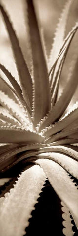 Florison - 77 Black Ornate Wood Framed Art Print with Double Matting by Blaustein, Alan