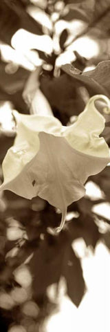 Florison - 78 White Modern Wood Framed Art Print with Double Matting by Blaustein, Alan