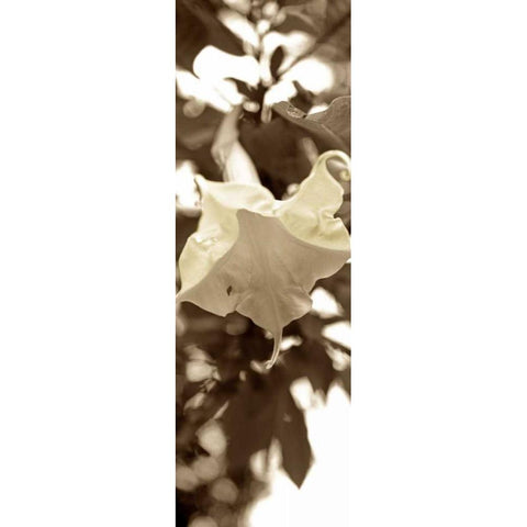 Florison - 78 Black Modern Wood Framed Art Print by Blaustein, Alan