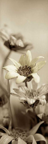 Florison - 79 Black Ornate Wood Framed Art Print with Double Matting by Blaustein, Alan