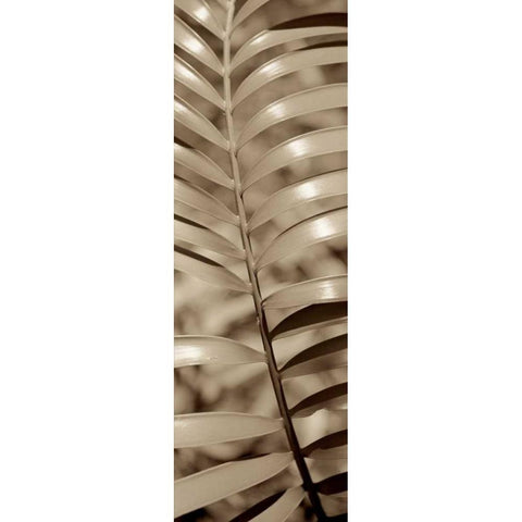 Florison - 92 Black Modern Wood Framed Art Print with Double Matting by Blaustein, Alan