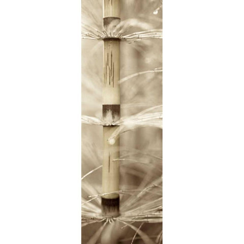 Florison - 93 White Modern Wood Framed Art Print by Blaustein, Alan