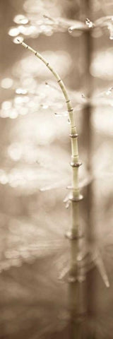 Florison - 94 White Modern Wood Framed Art Print with Double Matting by Blaustein, Alan