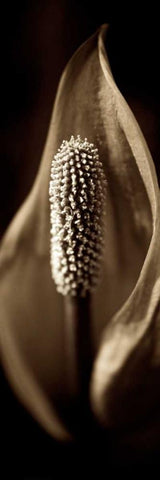 Florison - 95 Black Ornate Wood Framed Art Print with Double Matting by Blaustein, Alan