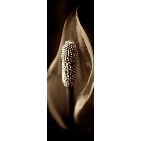 Florison - 95 White Modern Wood Framed Art Print by Blaustein, Alan