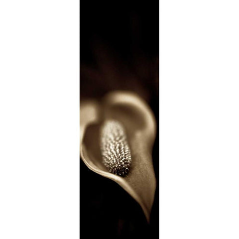 Florison - 96 Black Modern Wood Framed Art Print by Blaustein, Alan